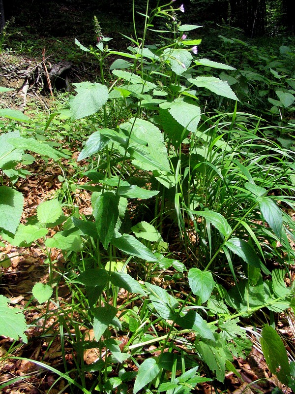 Изображение особи Epilobium montanum.