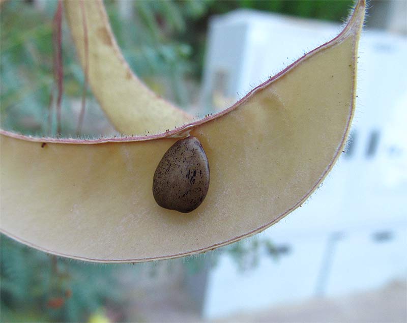 Image of Caesalpinia gilliesii specimen.