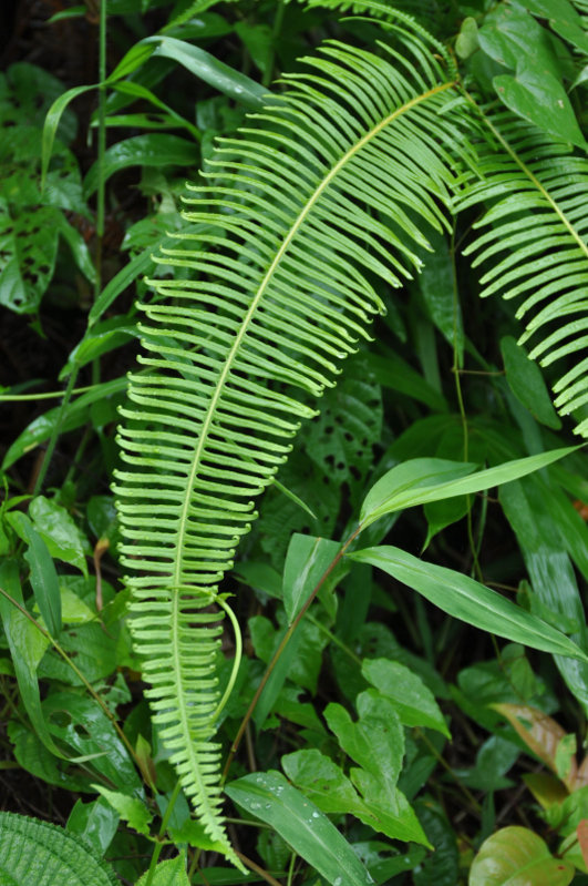 Image of Dicranopteris linearis specimen.