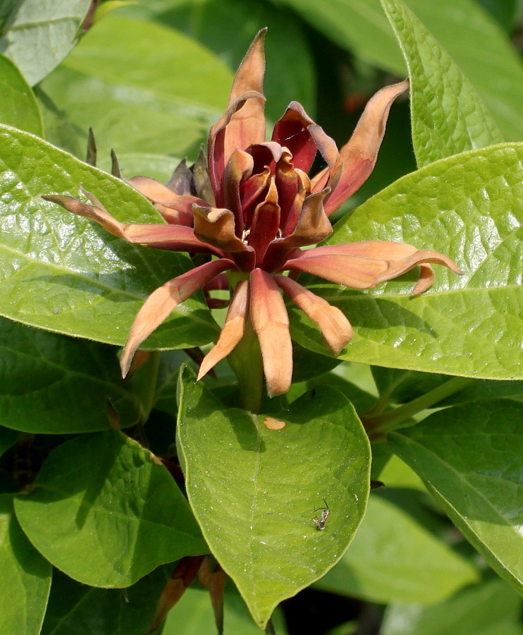 Изображение особи род Calycanthus.