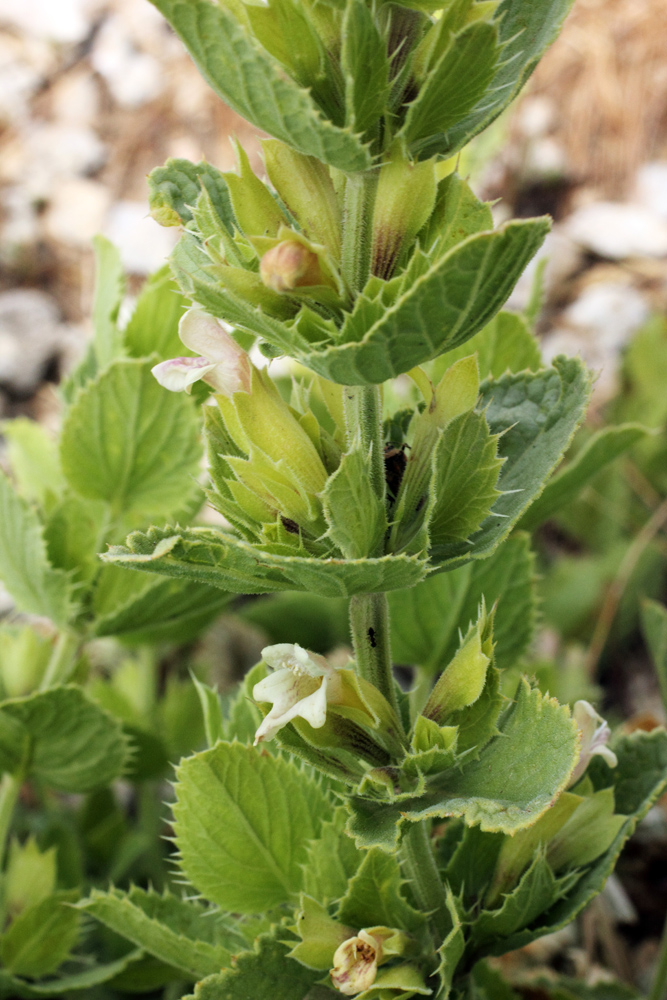 Изображение особи Dracocephalum spinulosum.