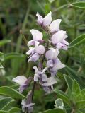 Oxytropis globiflora