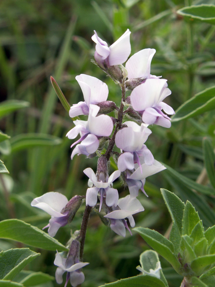 Image of Oxytropis globiflora specimen.