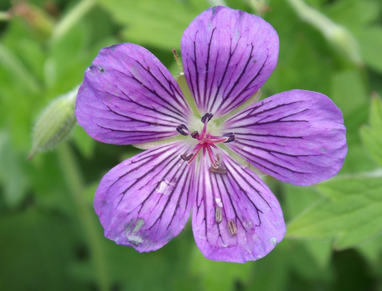 Изображение особи Geranium wlassovianum.