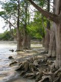 Taxodium distichum