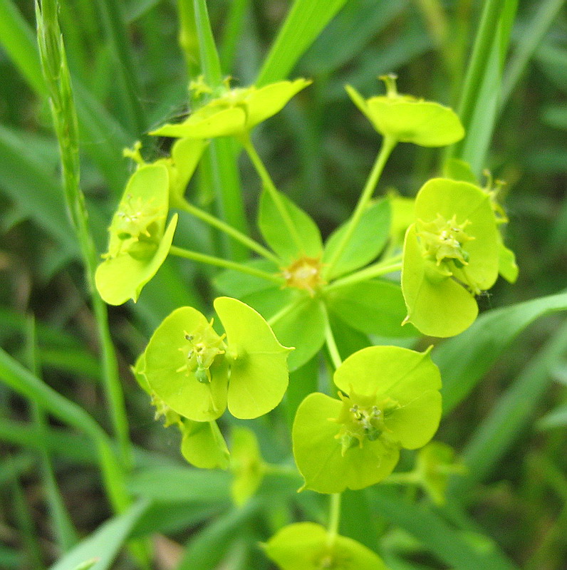 Image of Euphorbia virgata specimen.
