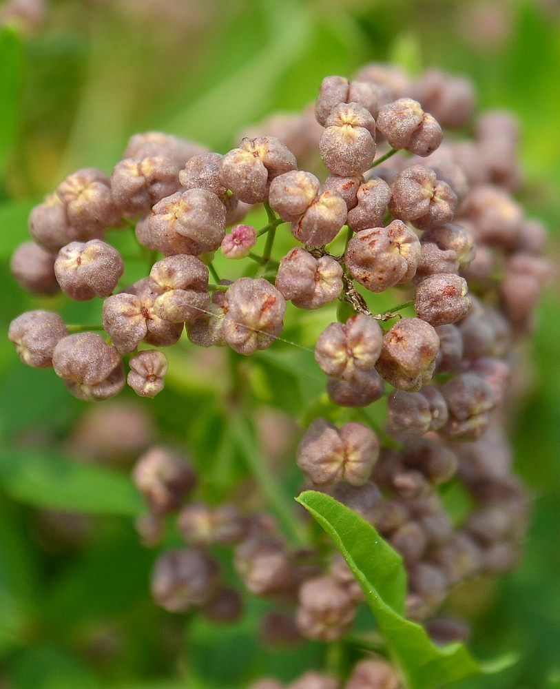 Изображение особи Galium physocarpum.