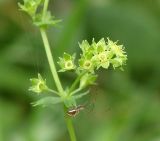 род Alchemilla. Часть соплодия с охотящимся пауком. Московская обл, г. Королёв, опушка лесного массива. 30.08.2013.