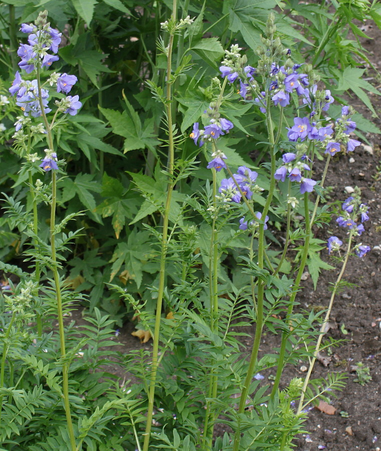 Image of Polemonium caeruleum var. himalayanum specimen.