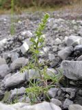 Salsola tragus