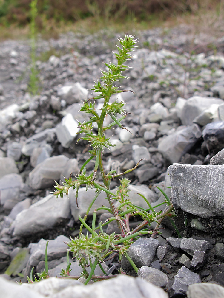 Image of Salsola tragus specimen.