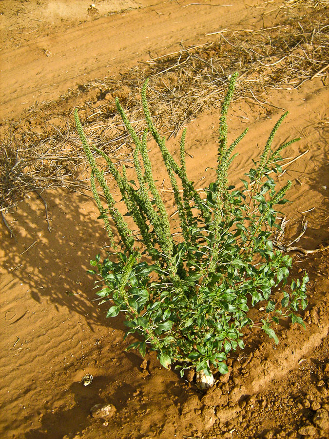 Image of Amaranthus palmeri specimen.