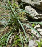 Tragopogon undulatus