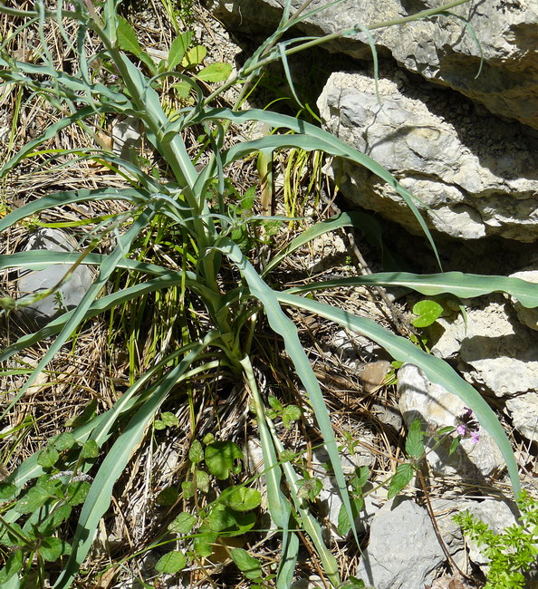 Image of Tragopogon undulatus specimen.