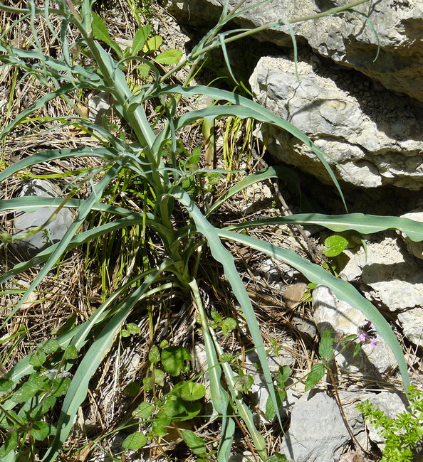 Изображение особи Tragopogon undulatus.