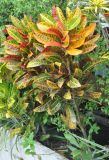 Codiaeum variegatum. Вегетирующее растение. Таиланд, национальный парк Си Пханг-нга, в культуре. 19.06.2013.