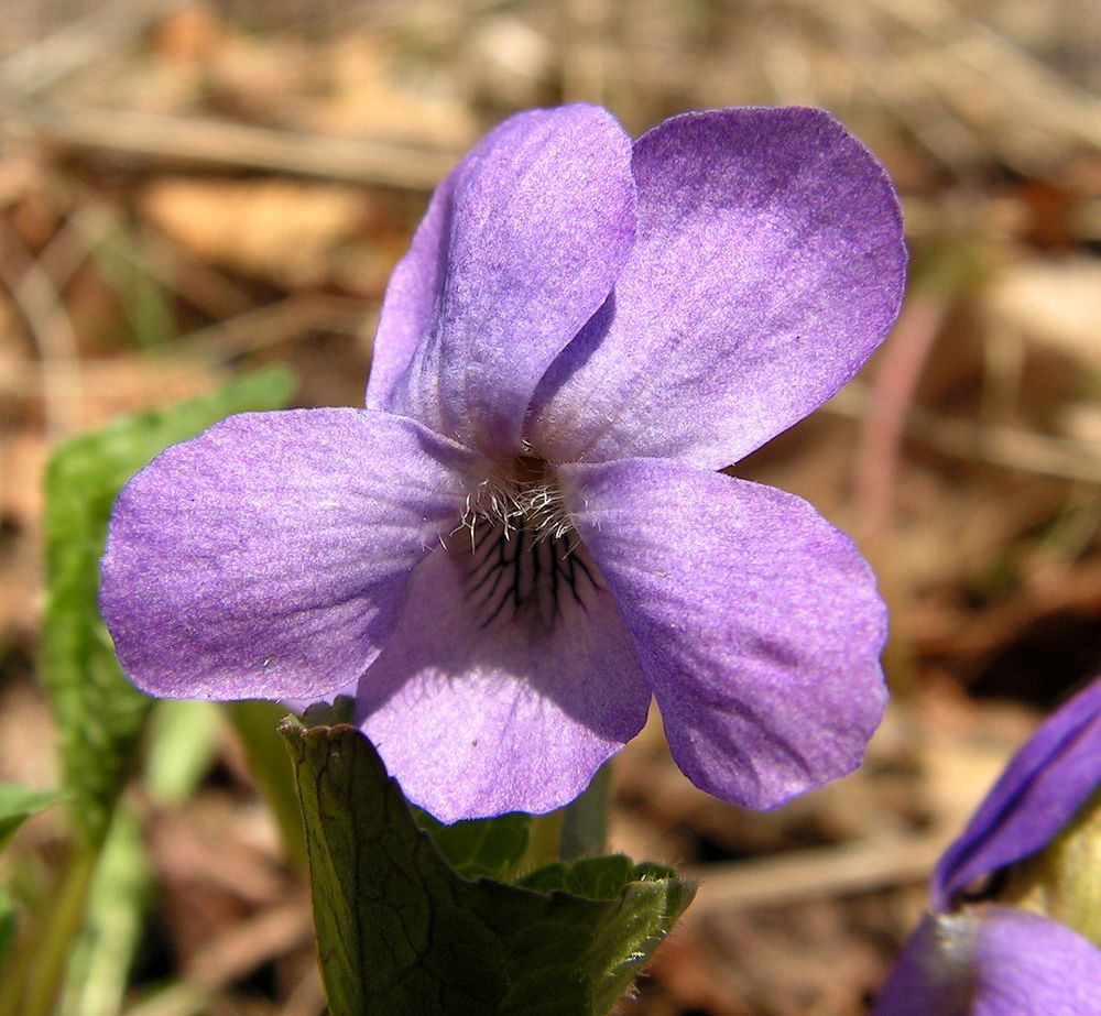 Изображение особи Viola collina.