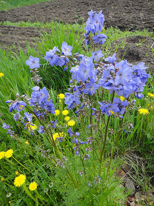 Изображение особи Polemonium chinense.