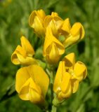 Lathyrus pratensis. Верхушка соцветия. Хабаровский край, Ванинский р-н, окр. пос. Высокогорный. 06.07.2013.