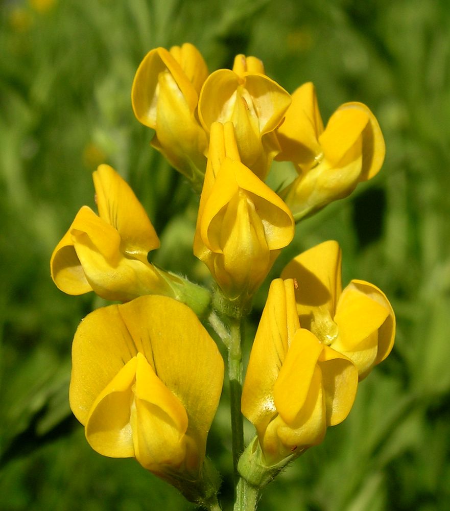 Изображение особи Lathyrus pratensis.