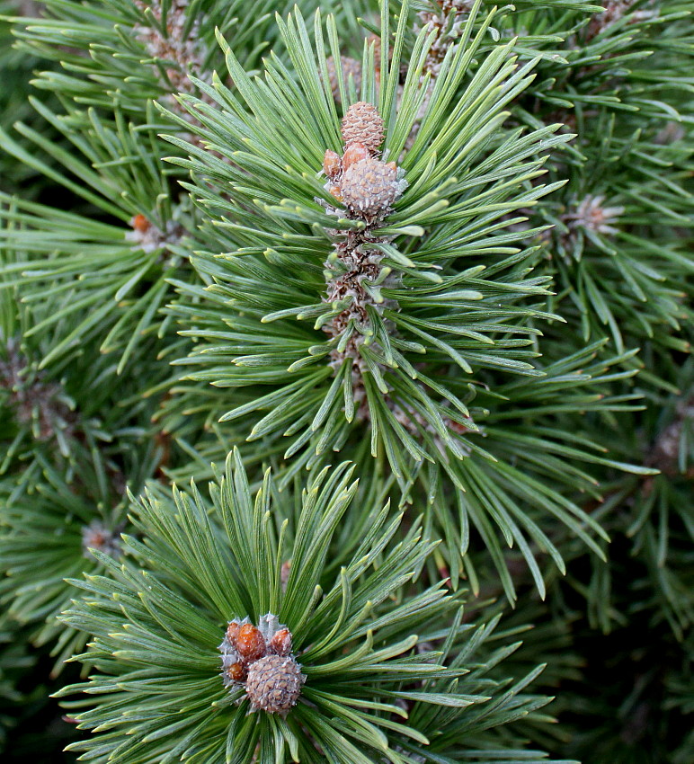 Изображение особи Pinus mugo.