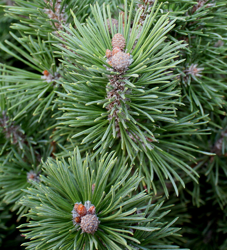 Image of Pinus mugo specimen.