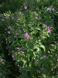 Epilobium hirsutum. Цветущее растение. Санкт-Петербург, пос. Можайский, в придорожной канаве. Конец июля 2008 г.
