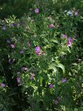 Epilobium hirsutum