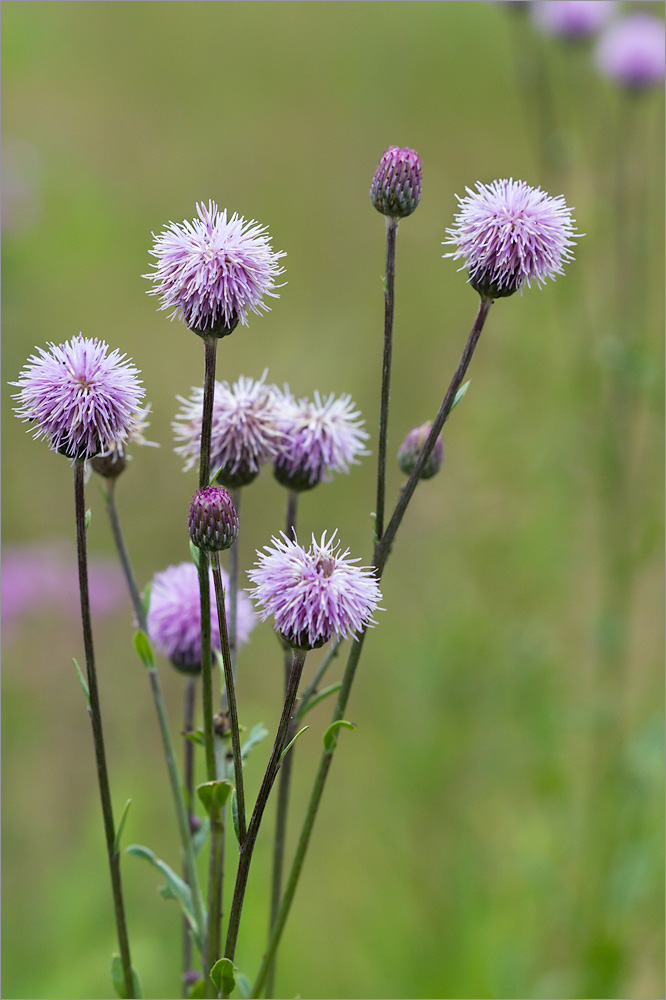 Изображение особи Cirsium setosum.