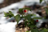 Ruscus colchicus