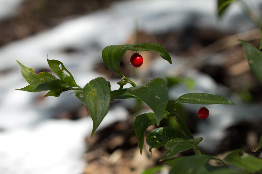 Изображение особи Ruscus colchicus.