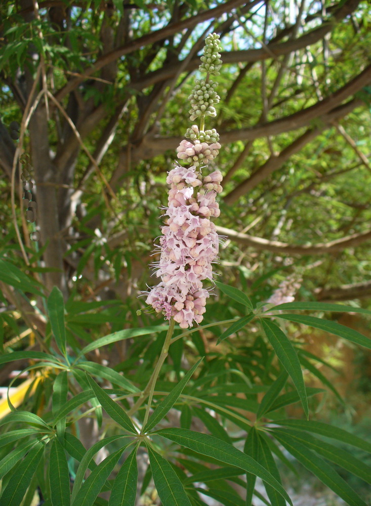 Изображение особи Vitex agnus-castus.