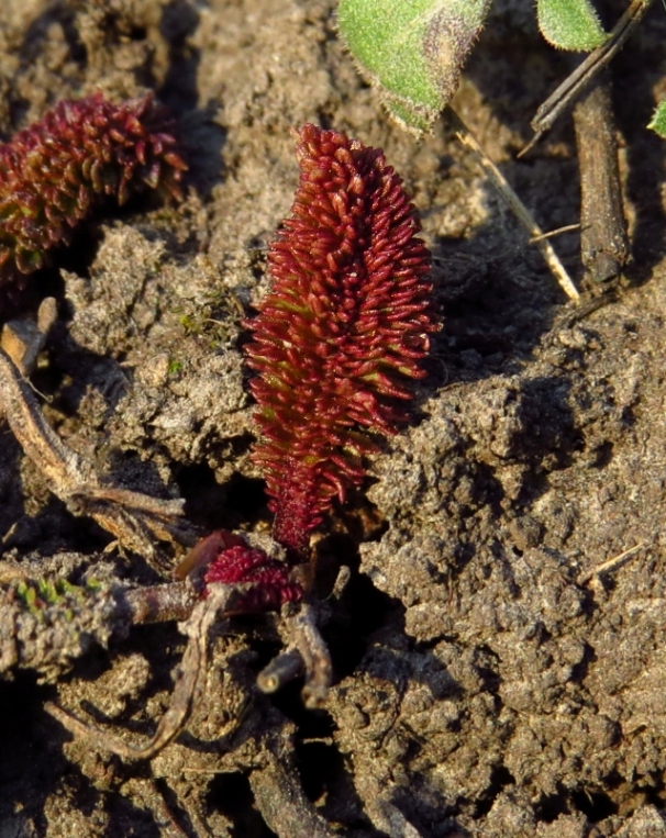 Image of Filipendula vulgaris specimen.