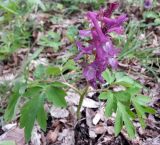 Corydalis cava