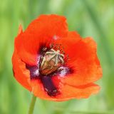 Papaver stevenianum. Цветок. Ростовская обл., Неклиновский р-н, Николаевское с/п, балка. 06.05.2014.