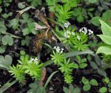 Galium odoratum. Цветущие растения. Краснодарский край, Апшеронский р-н, окр. пос. Мезмай, хр. Гуама, Орлиная скала, смешанный лес. 28.04.2014.