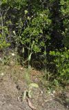 Crepis setosa. Цветущее растение. Греция, Халкидики. 22.05.2014.