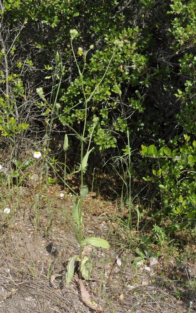 Изображение особи Crepis setosa.