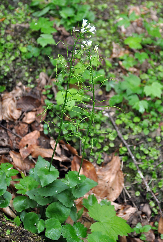 Изображение особи Arabis nordmanniana.