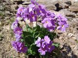 Primula amoena