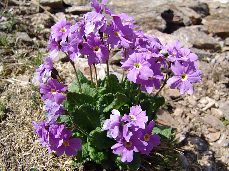 Изображение особи Primula amoena.