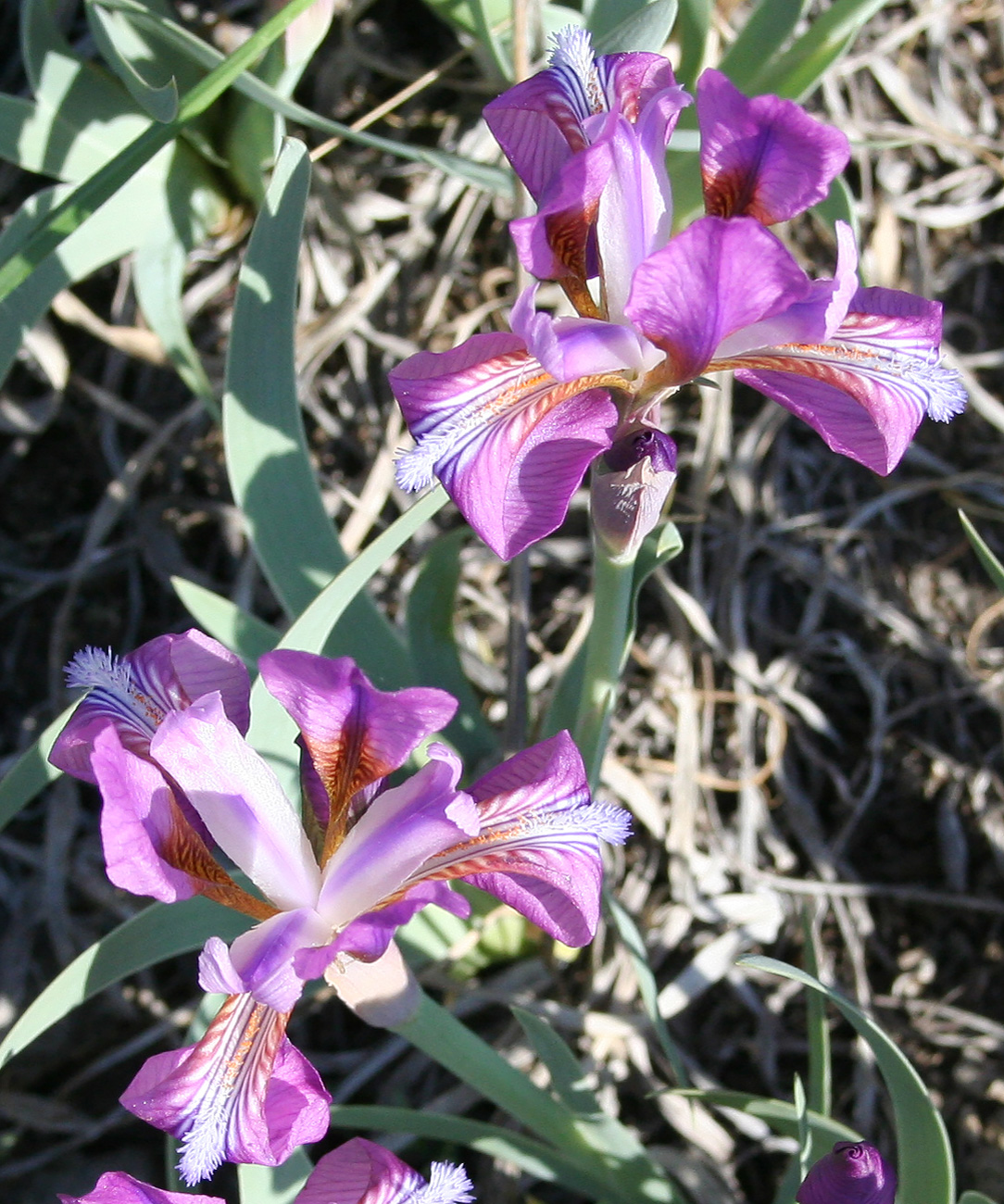 Изображение особи Iris glaucescens.