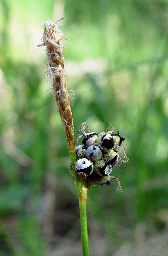 Изображение особи Carex ericetorum.