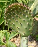 genus Opuntia. Побег. Германия, г. Дюссельдорф, Ботанический сад университета. 02.06.2014.