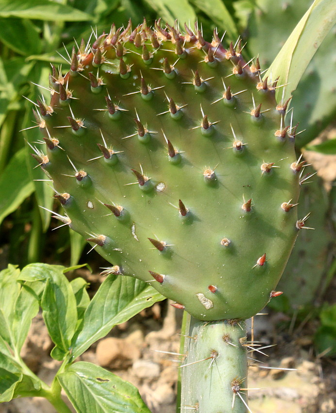 Image of genus Opuntia specimen.