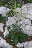 Verbascum marschallianum. Цветущее растение. Крым, Бабуган-Яйла. 1 июля 2009 г.