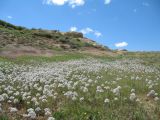 Allium tulipifolium. Аспект цветущих растений. Восточный Казахстан, Зайсанская котловина, ур. Кеин-Кериш, гипсовые глины-пестроцветы. 11 мая 2013 г.