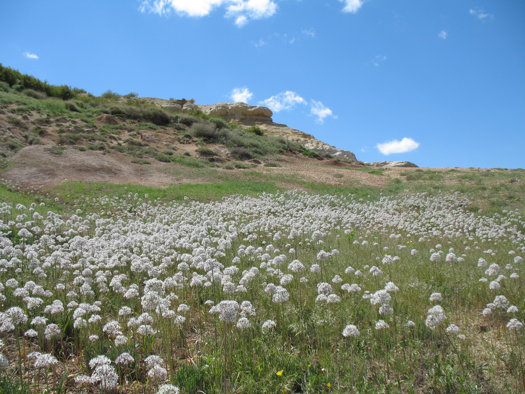 Image of Allium tulipifolium specimen.