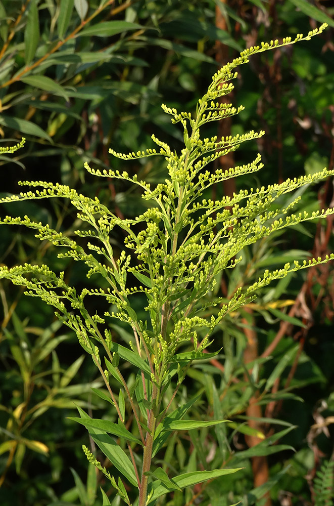 Image of Solidago canadensis specimen.