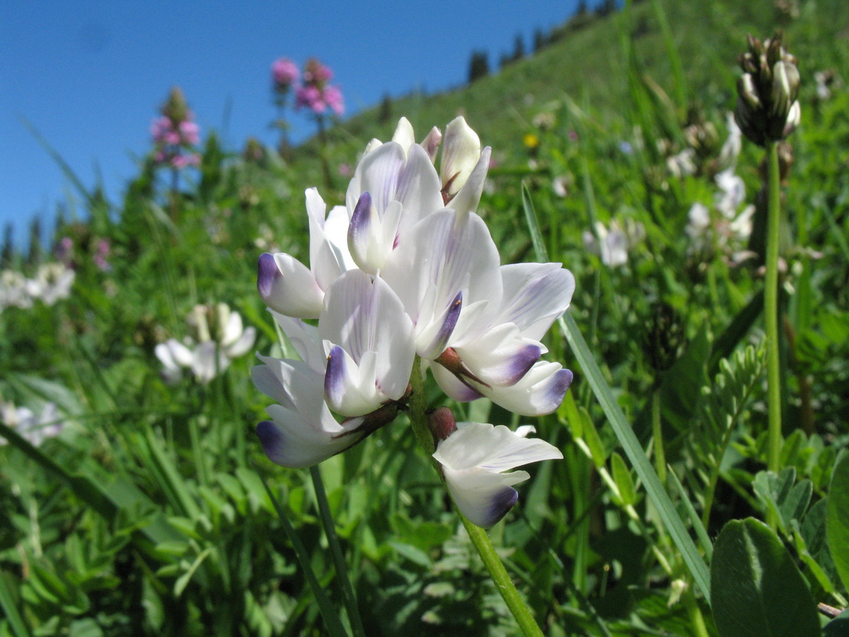 Изображение особи Astragalus alpinus.